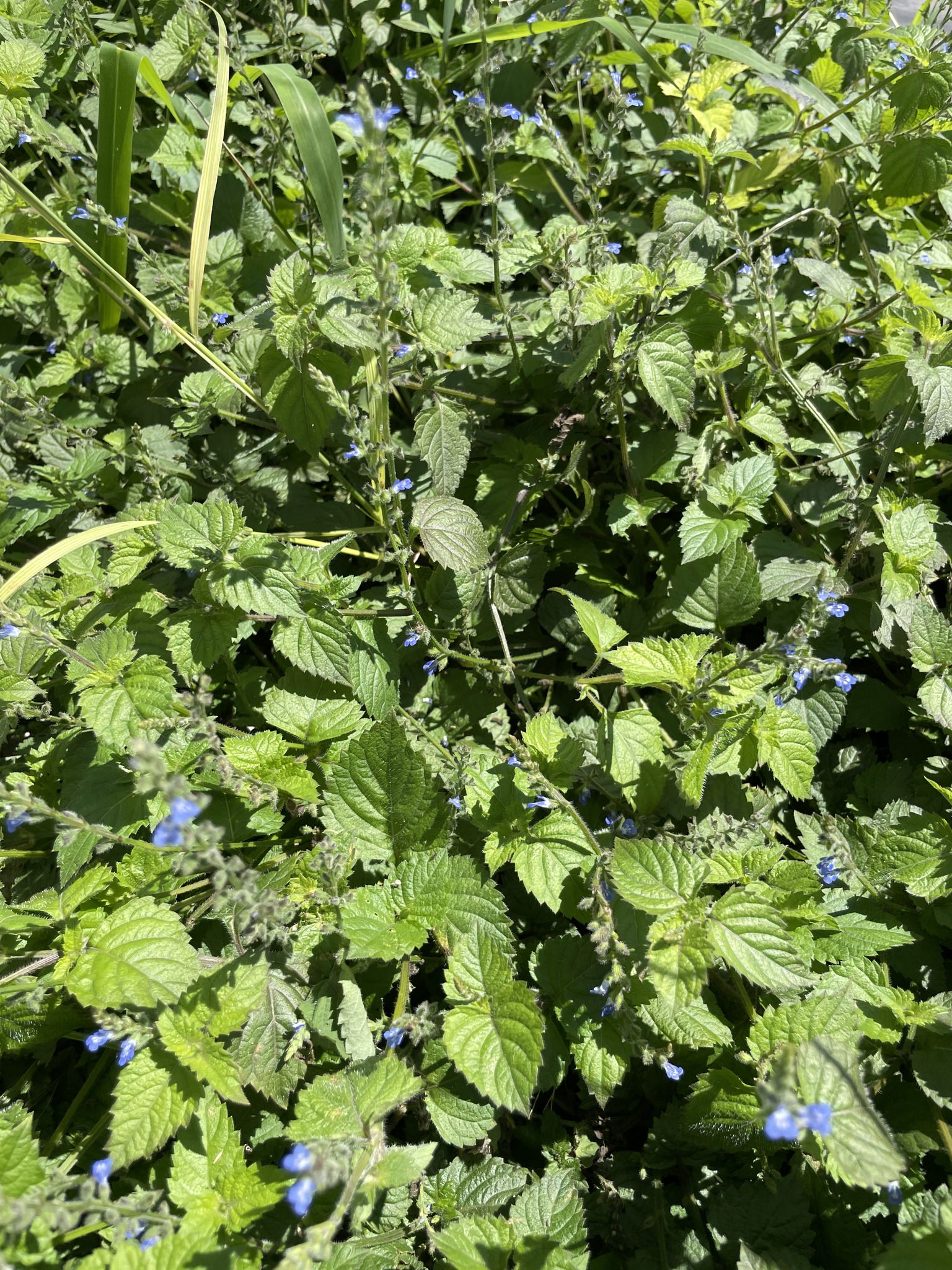 Salvia misella